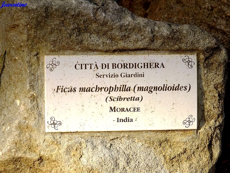 Bordighera alta