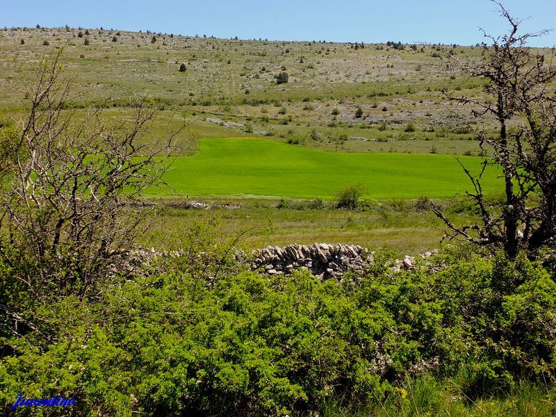 Causse Méjan