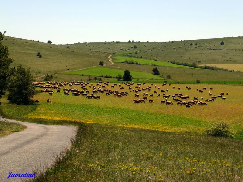 Causse Méjan