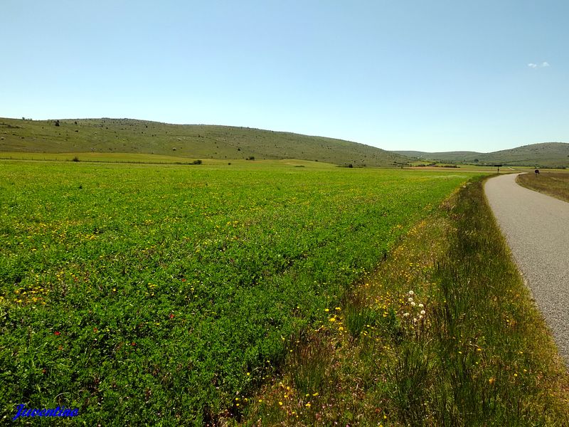 Causse Méjan