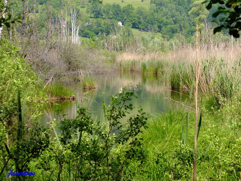 Tourbières de l'Herretang