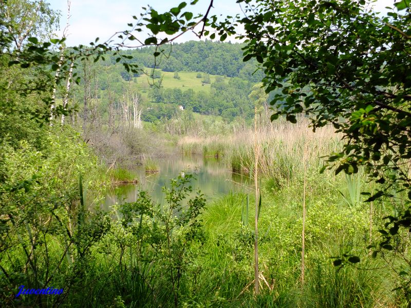 Tourbières de l'Herretang