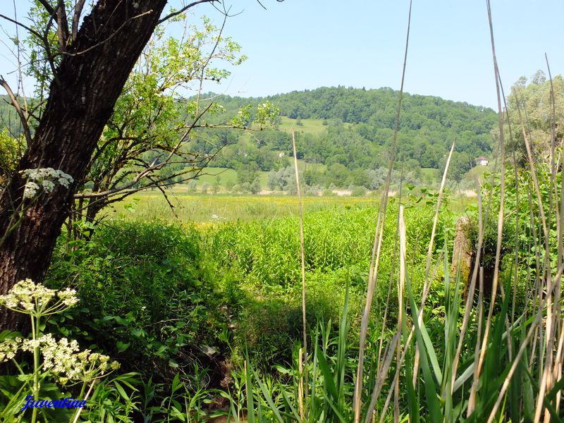 Tourbières de l'Herretang