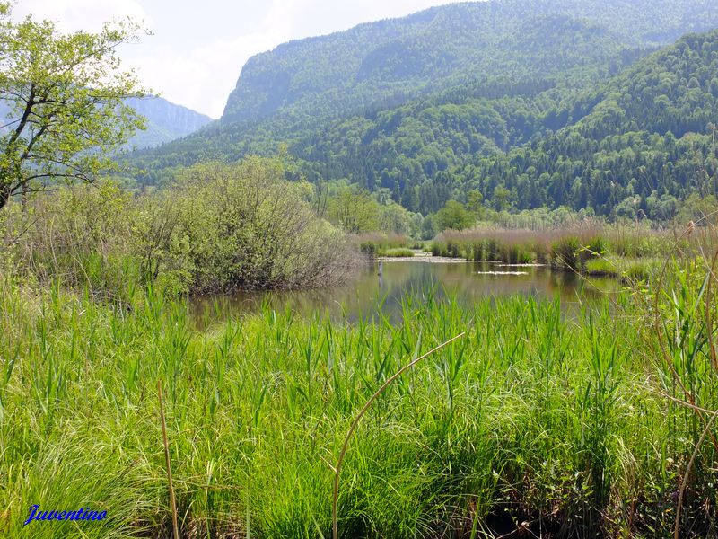 Tourbières de l'Herretang