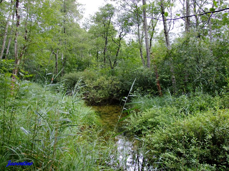 Marais de Lavours