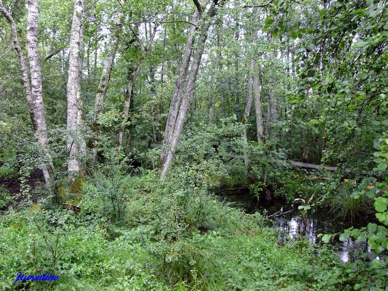 Marais de Lavours