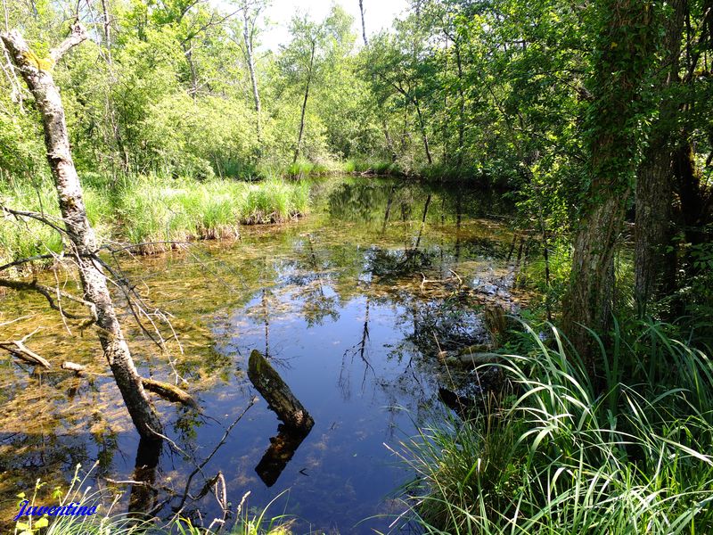 Marais de Lavours