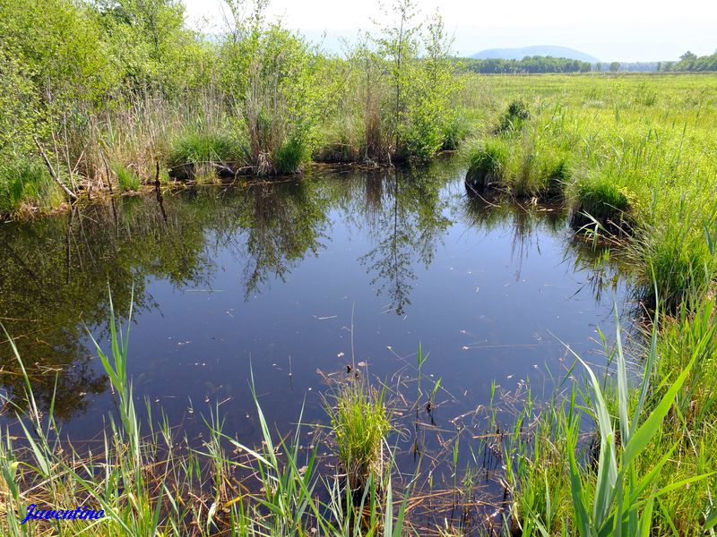 Marais de Lavours