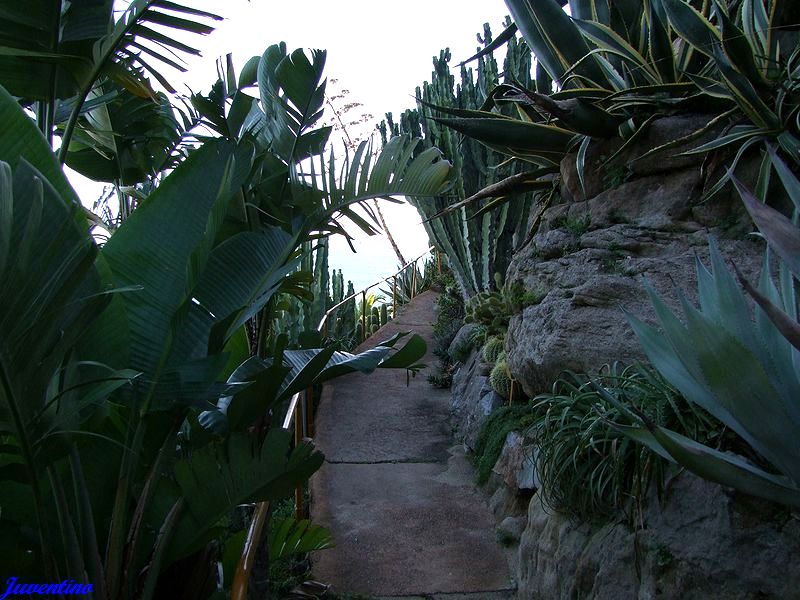 Giardino esotico Pallanca, Bordighera (Imperia, Liguria)