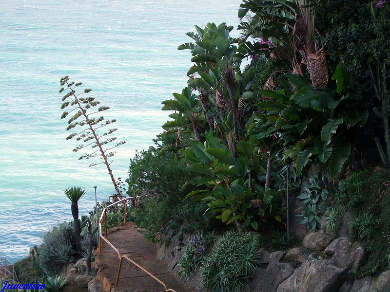 Giardino esotico Pallanca, Bordighera (Imperia, Liguria)