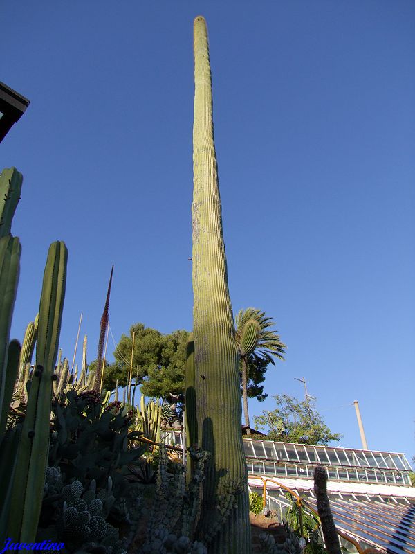 Giardino esotico Pallanca, Bordighera (Imperia, Liguria)