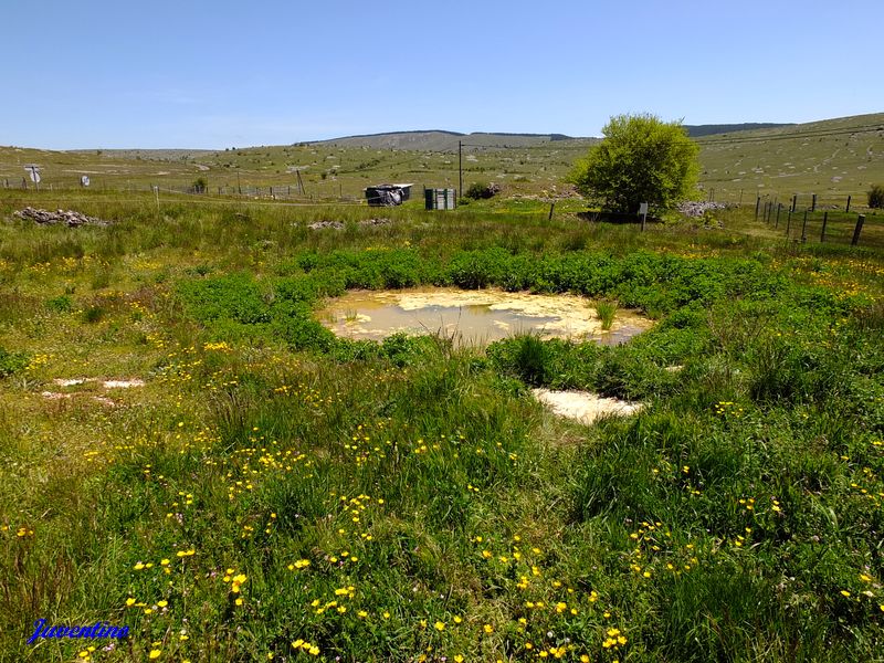 Lavogne sur le Causse Méjan