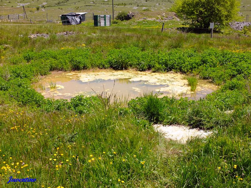 Lavogne sur le Causse Méjan